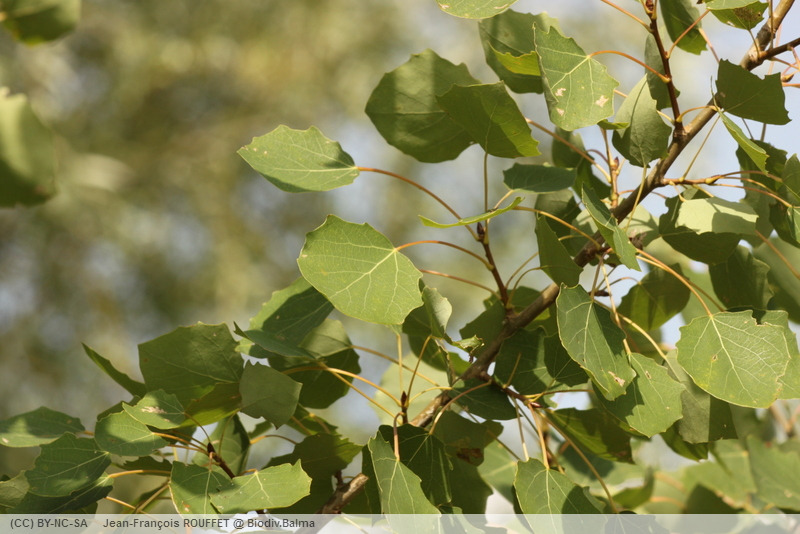 Biodiv.Balma Fiche Peuplier tremble (Populus tremula)
