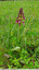 Orchis pourpres