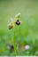 Ophrys de mars... le retour