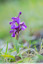 Orchis morio