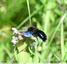 Abeille charpentière &#128029;