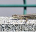 Lézards &#129422; des murailles
