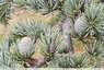 Cèdre en fruits