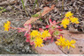 Sedum de Palmer