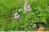 Orchis lacté