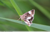 Papillon