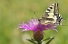 Centaurée et Machaon
