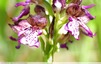 Orchis pourpre