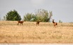 Chevreuils &#129420;