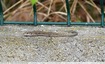 Lézard des murailles