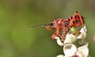 Rhynocoris sp.
