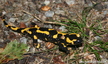 Salamandre tachetée (Salamandra salamandra)