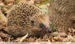 Hérisson , fidèle compagnon du jardinier
