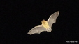 Chauve-souris