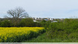 Champ de colza en contrebas du chemin de Nollet