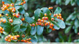 Pyracantha