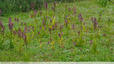 Jardin pourpre