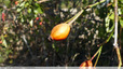 Fruit d'églantier