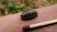 Cloporte commun (Armadillidium vulgare)