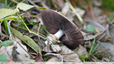 Agaric (des jachères ?)