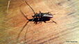 Capricorne/Longicorne (Cerambycidae)