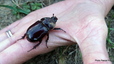 Oryctes ou Rhinocéros (Oryctes nasicornis)