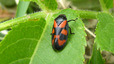 Cercope sanguin (Cercopis vulnerata)