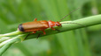 Téléphore fauve (Rhagonycha fulva)