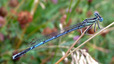Agrion à larges pattes (Platycnemis pennipes)