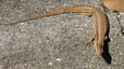 Lézard des murailles