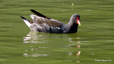 Gallinule poule d'eau