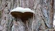 Polypore amadouvier sur peuplier