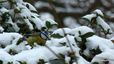 Mésange bleue et neige