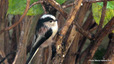 Mésange à longue queue