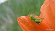 Sauterelle et coquelicot