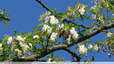 Robinier en fleurs