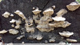 Polypores fibreux