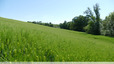 Cultures céréalières au nord de la Garrigue