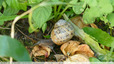 Escargot