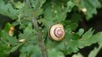 Hélice des bois (Cepaea nemoralis)