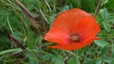 Coquelicot (Papaver rhoeas)