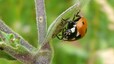 Coccinelle à 7 points (Coccinella septempunctata)
