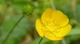 Renoncule (Ranunculus sp.)