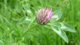 Trèfle des prés (Trifolium pratense)