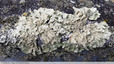 Lichen gris
