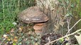 Polypore