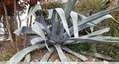Agave
