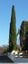 Cyprès d'Italie