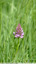 Orchis pyramidal