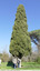 Cyprès d'Italie